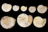 Lot: to Perisphinctes Ammonite Fossils - Pieces #133821-1